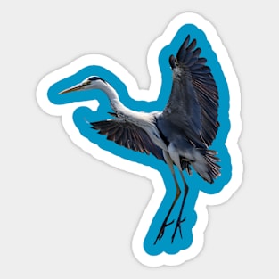 Grey Heron inflight Sticker